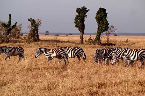 Progetto Africa
