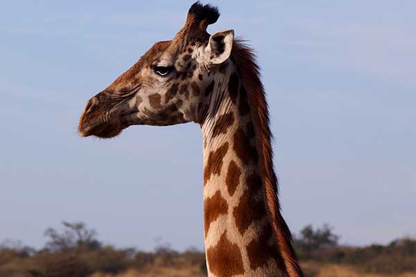 Progetto Africa