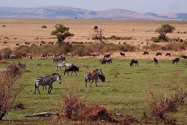 Progetto Africa