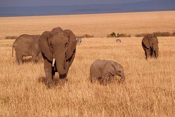 Progetto Africa