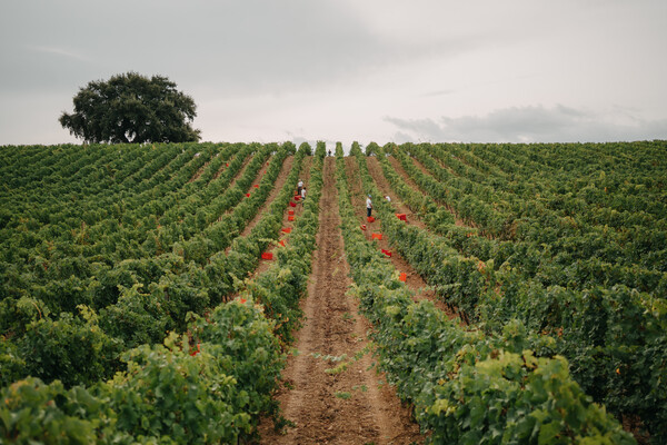 Baglio di Pianetto – Eccellenza vinicola siciliana tra tradizione e innovazione