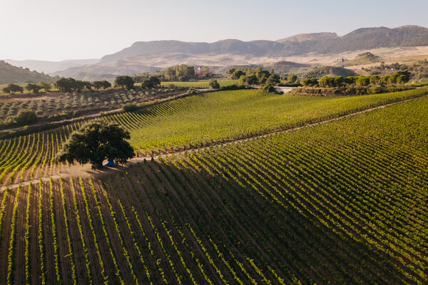 Baglio di Pianetto – Eccellenza vinicola siciliana tra tradizione e innovazione